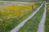 20130616_112040 Strada nel prato fiorito.jpg